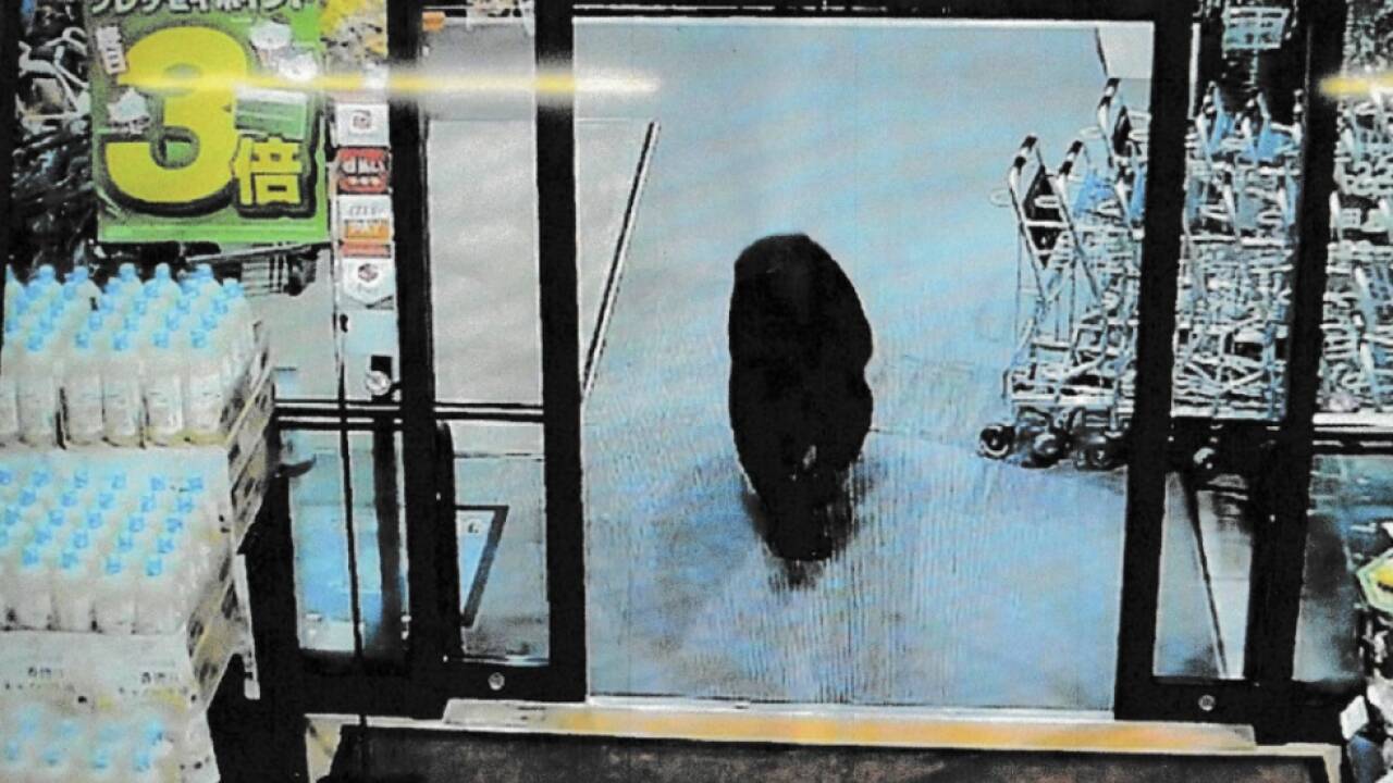 Überwachungskamera nimmt Bären in Supermarkt auf 
