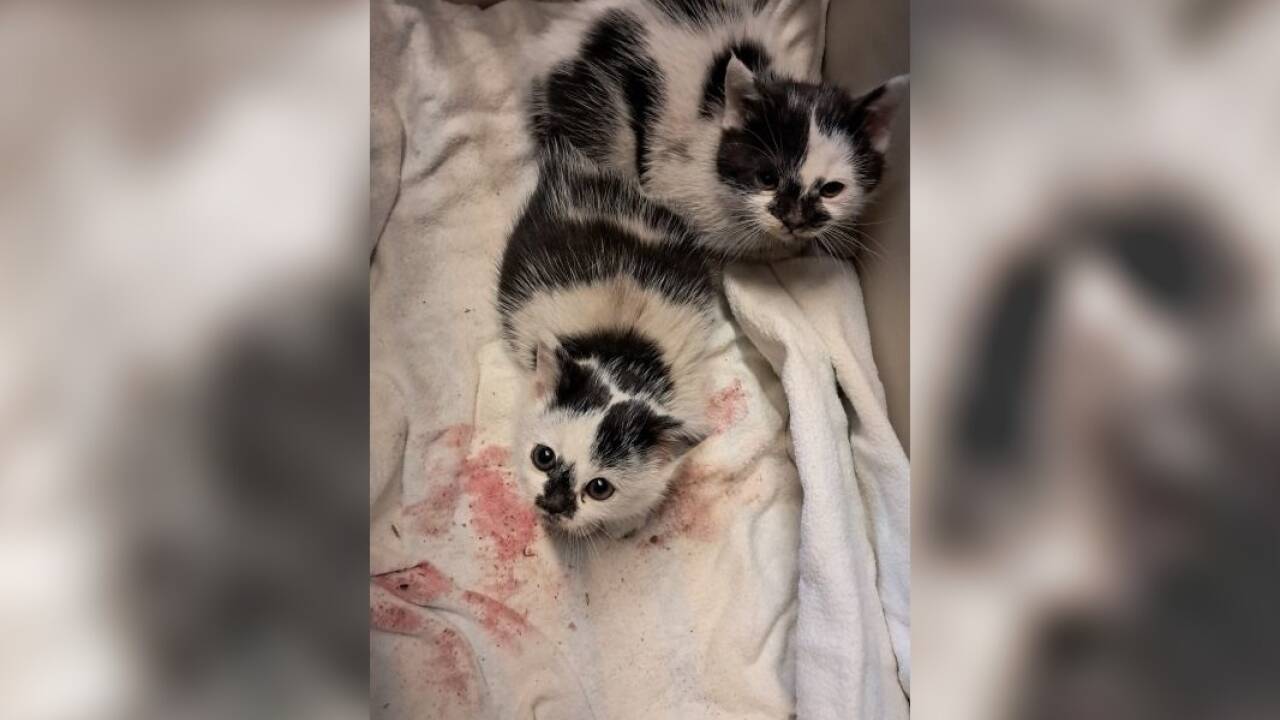 Ulrike Weinberger brachte die beiden Babykatzen zum Tierarzt. 