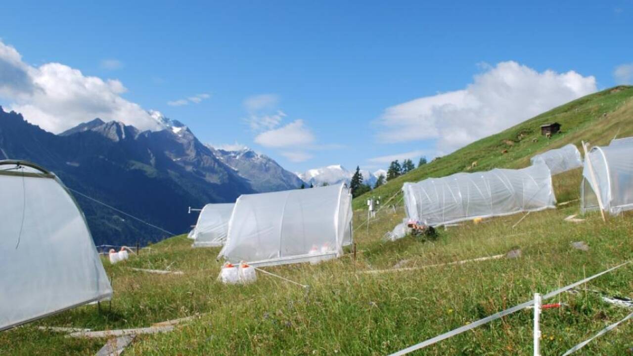 Auch im Stubaital laufen Versuche zu Auswirkungen des Klimawandels auf Almwiesen 