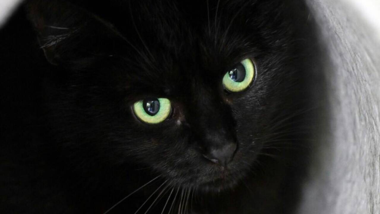 Katzen werden bei Ritualen missbraucht 