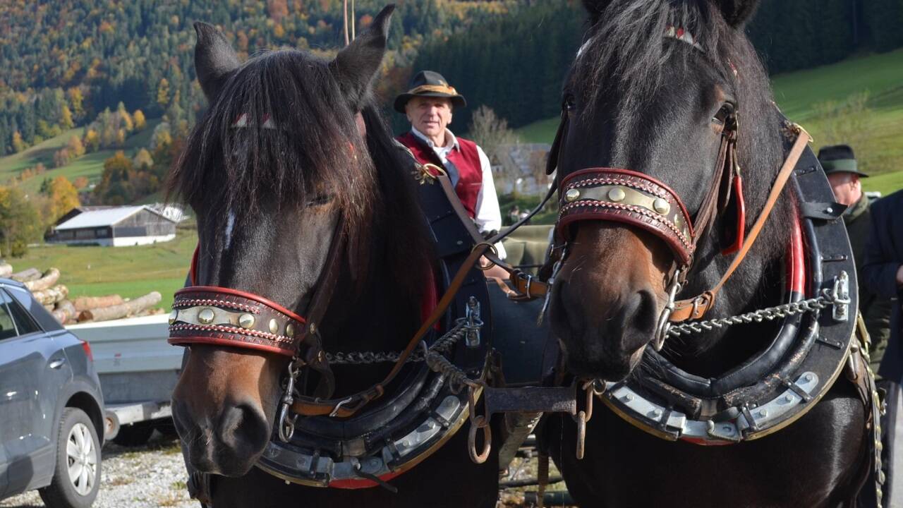 Leonhardiritt in Faistenau. 