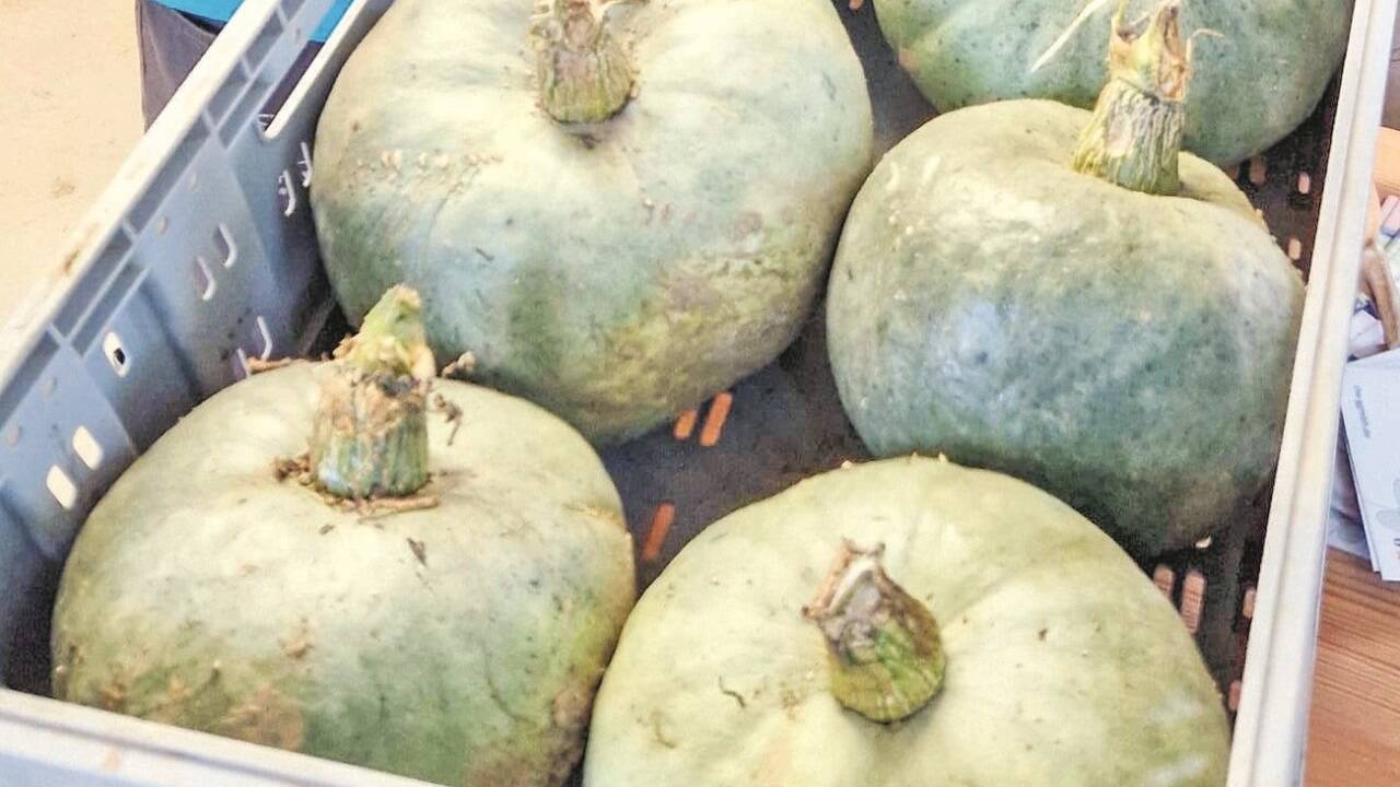 Der blaugraue Kürbis ist beliebt bei der Kundschaft der Biolandgärtnerei der Chiemgau-Lebenshilfe-Werkstätten in Großornach bei Obing.  
