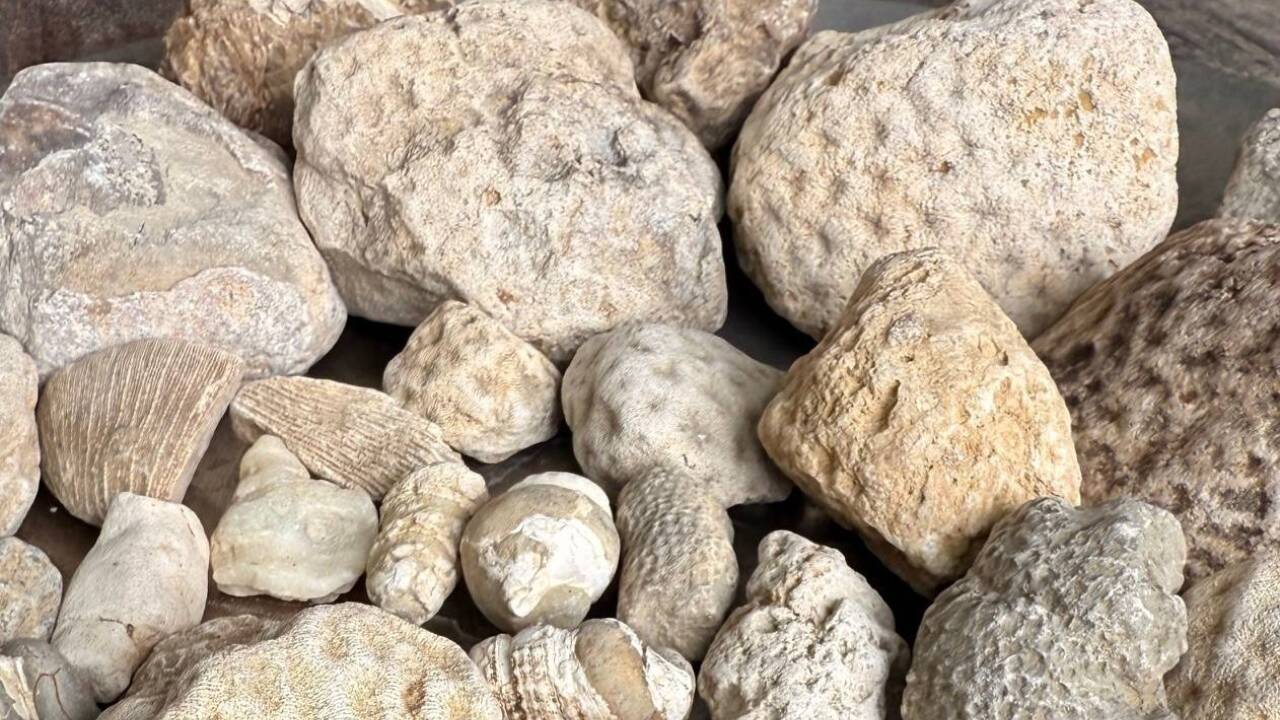 Fossilien en masse von Cora Gollackner 