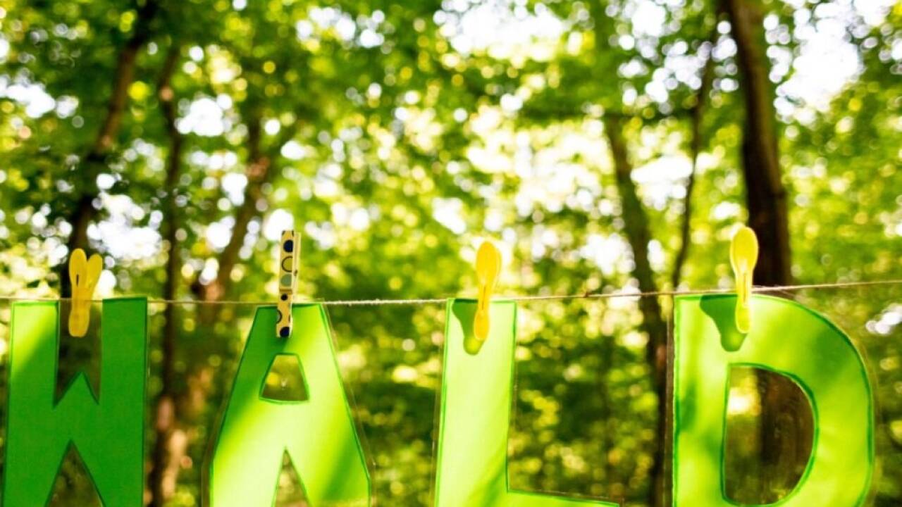 Die EU-Kommission will die Regen beim Entwaldungsgesetz lockern 