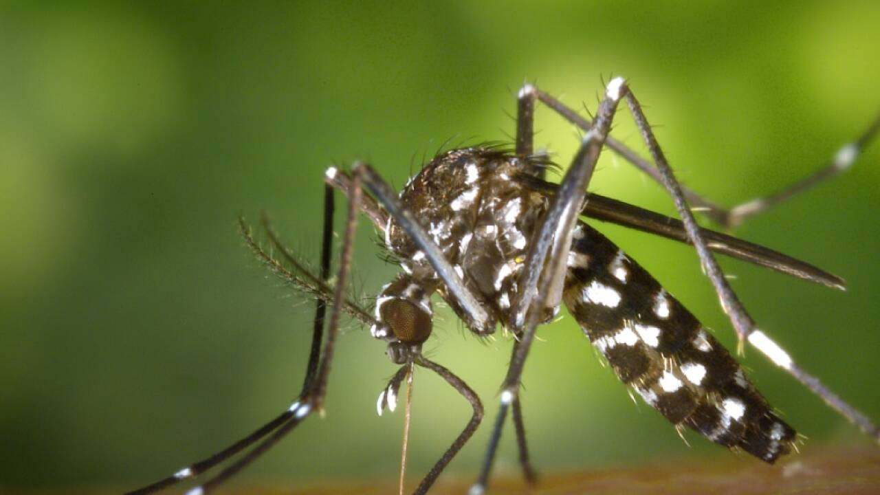 Stechmücken wie die Tigermücke sind auf dem Vormarsch 