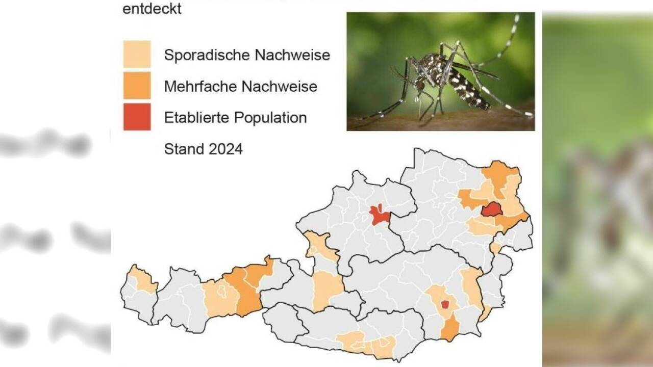 Stechmücken wie die Tigermücke sind auf dem Vormarsch 