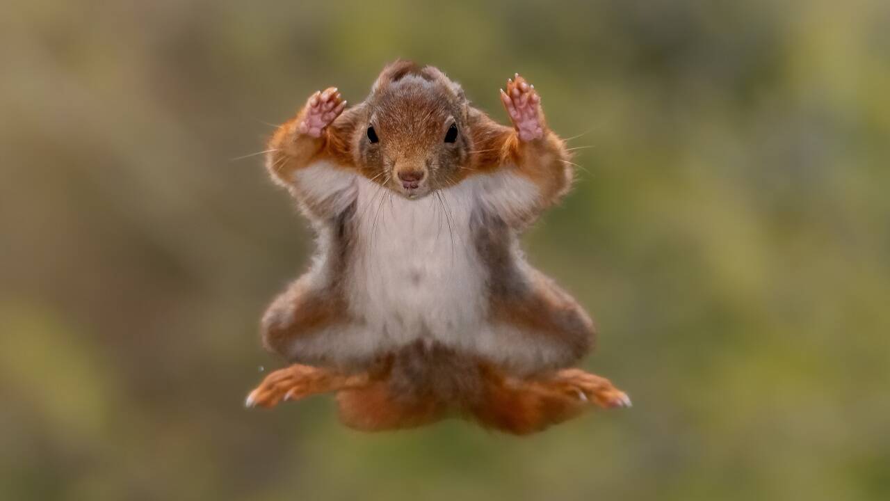 Hände hoch! Stefan Cruysberghs aus Belgien nannte sein Bild: „Squirrel airborne: surrender mode“.  
