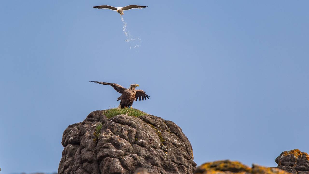 Antoine Rezer aus Frankreich mit dem Bild: „Territorial Defence Operation“.  