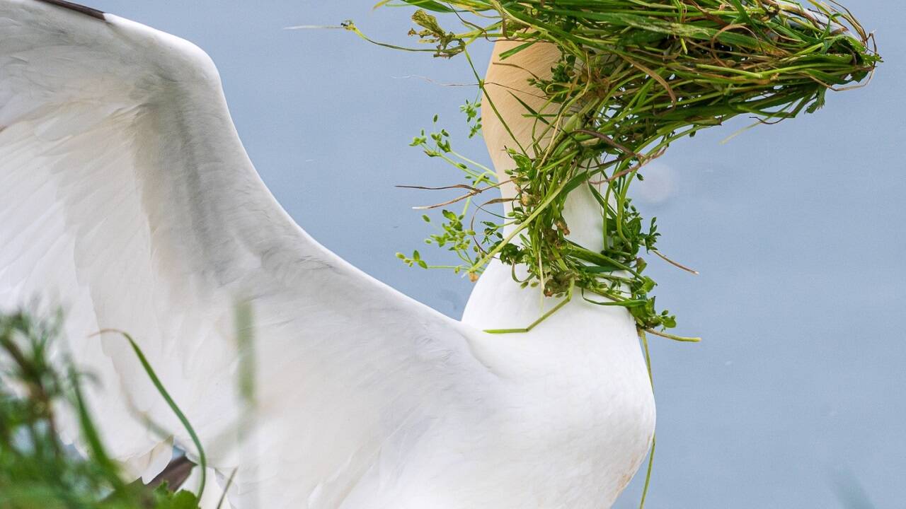 Die Britin Alison Tuck schaffte es ins Finale mit „Now which direction is my nest?“ 