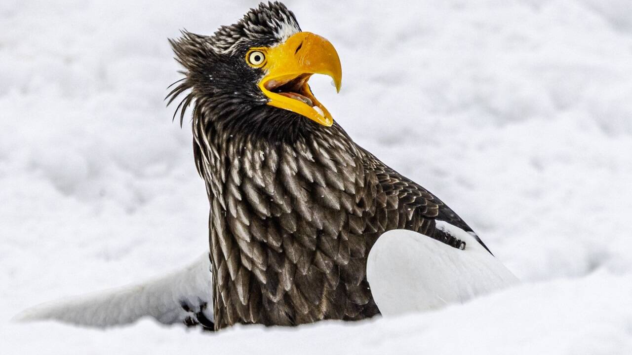 Hat man nirgendwo mehr seine Privatsphäre!? Annette Kirby aus Australien nannte ihr Bild: „Go away“.  