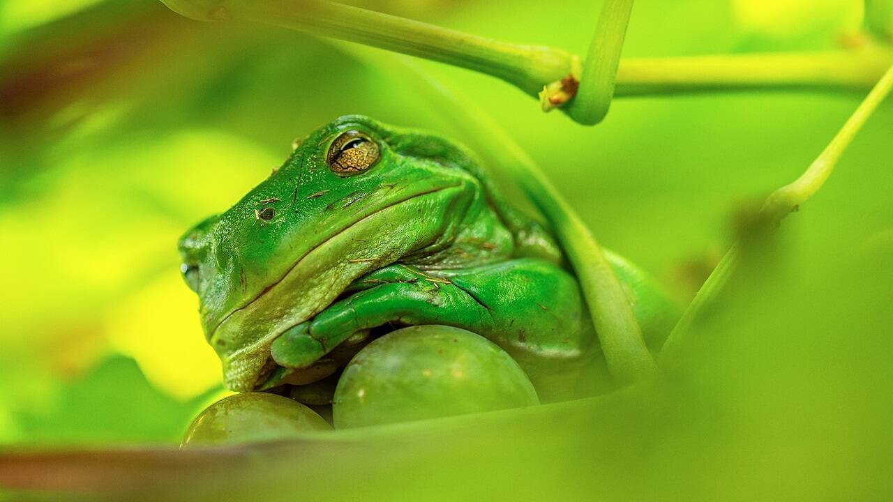Beate Ammer gelang dieser Schnappschuss mit dem Titel: „The Frog Prince of the Grape Vine“.  