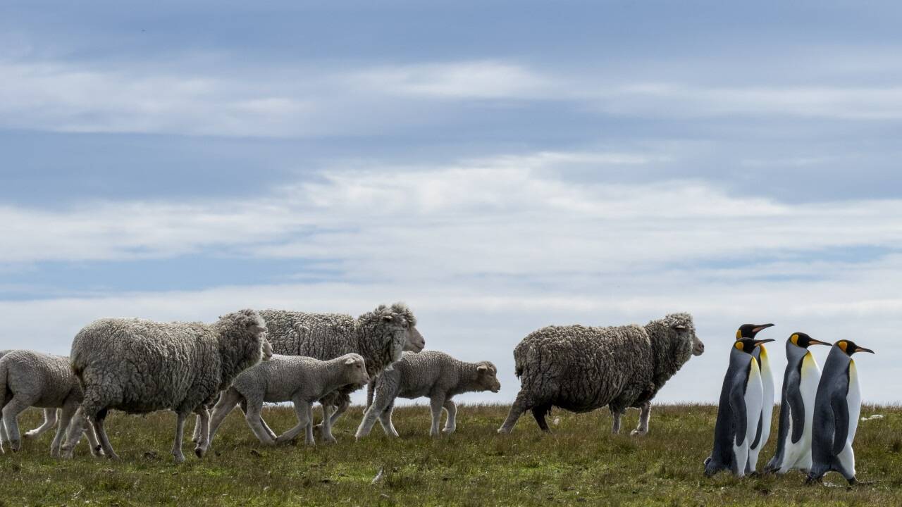 Wir wissen, wo’s langgeht: Ralph Robinson (USA) mit „Pied Piper of Penguins“.  