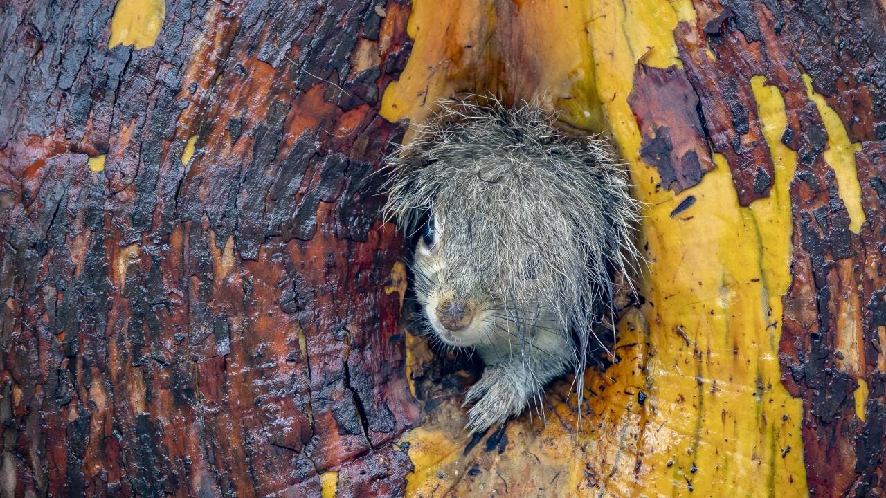 Ich hab die Haare noch nicht schön: Christy Grinton aus Kanada reichte das Bild mit dem Titel „Bad Hair Day!“ ein.  