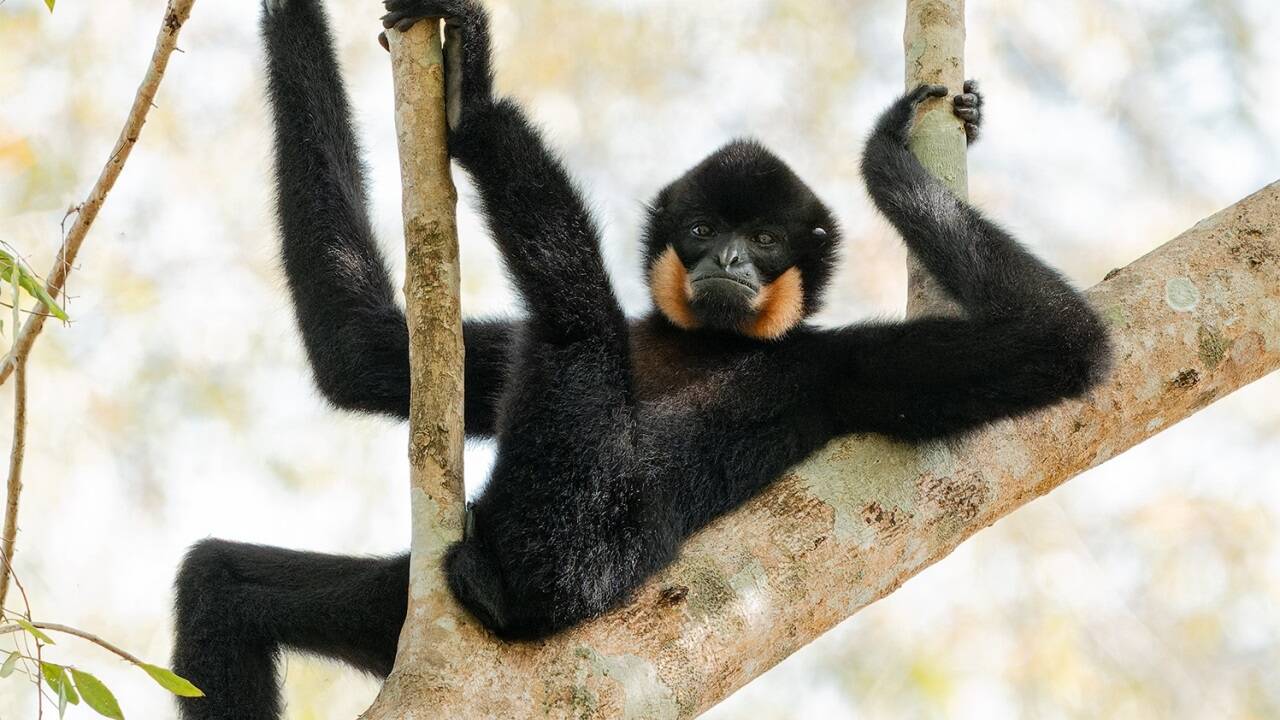 Immer cool bleiben! Das Bild von Diana Rebman (USA) trägt den Titel „Relaxing in the trees!“ 
