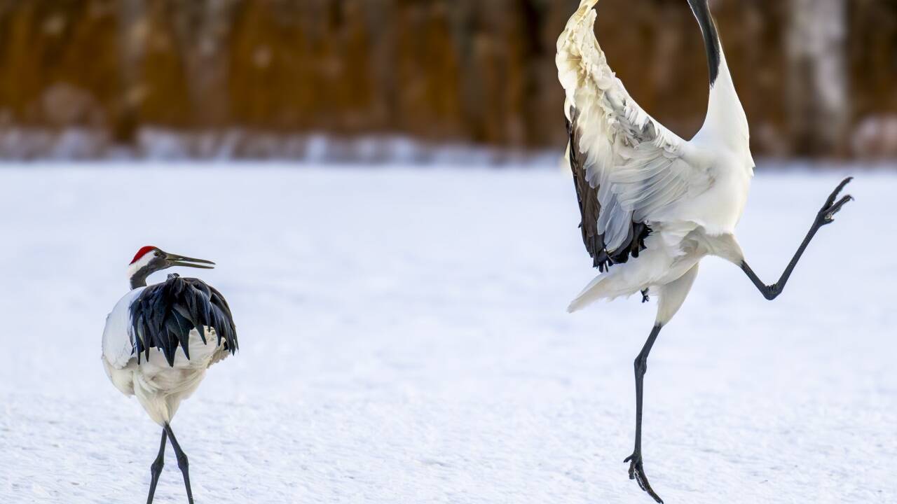 Juhuuuuuuu! David Rice (USA) mit dem Bild „OMG he's at it again!“. 