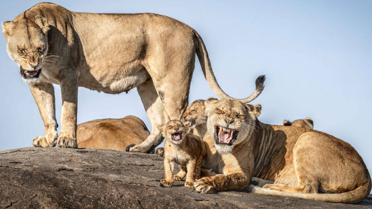 Wenn ich groß bin, werde ich König der Löwen: Bret Saalwaechter (USA) mit dem Bild „I Just Can't Wait To Be King“.  