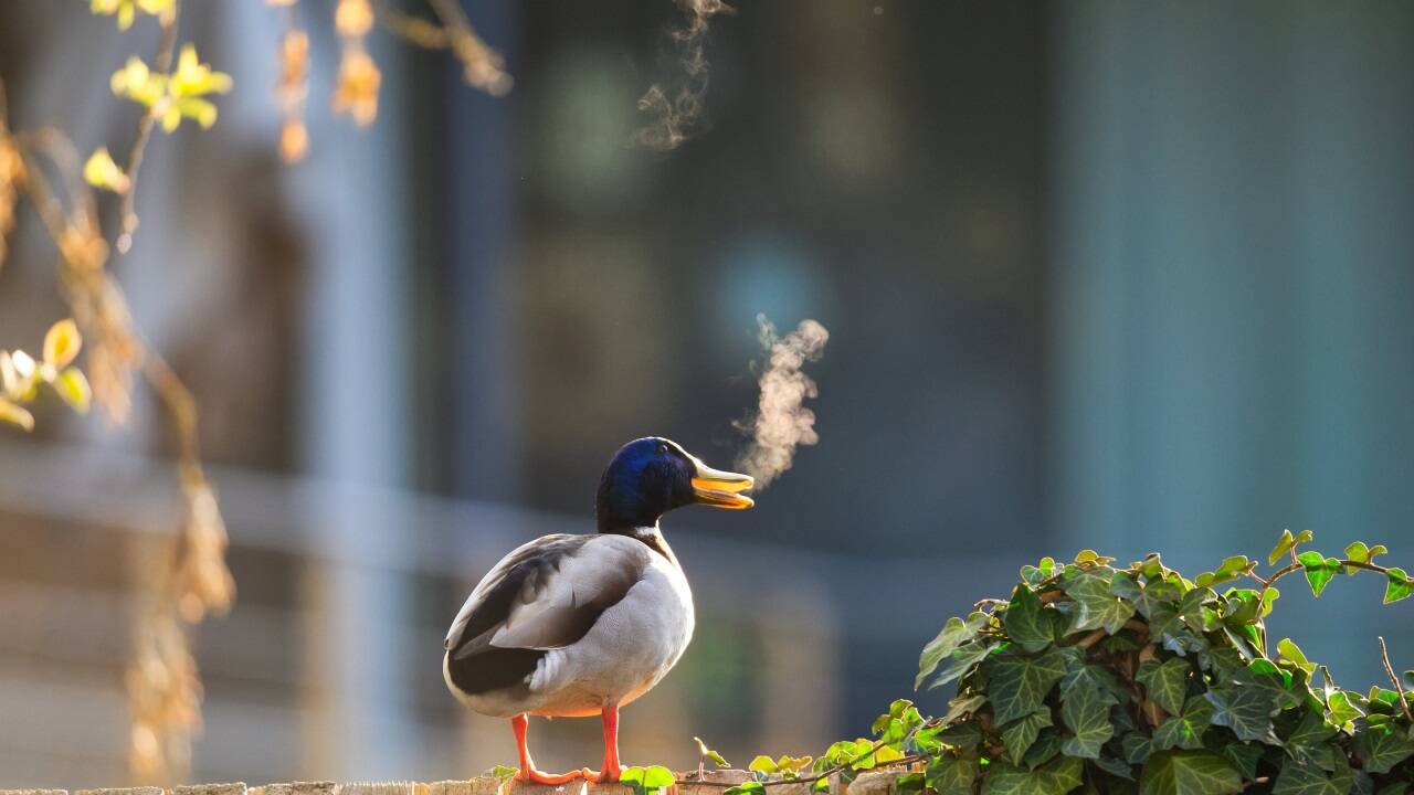 Raucherzone: Lars Beygang aus Deutschland mit dem Bild „Outdoor smoking zone“.  