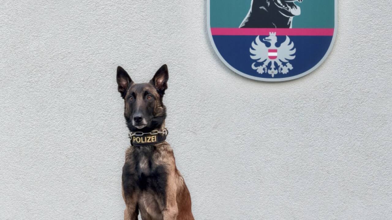 29-Jähriger hatte sich in Kasten versteckt: Hund schlug an 29-Jähriger hatte sich in Kasten versteckt: Hund schlug an