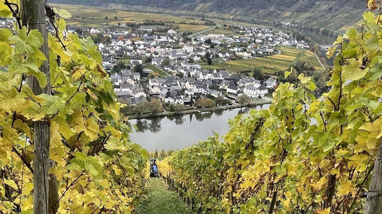 ... durch die zahlreichen Schleifen der Mosel.  ... durch die zahlreichen Schleifen der Mosel.