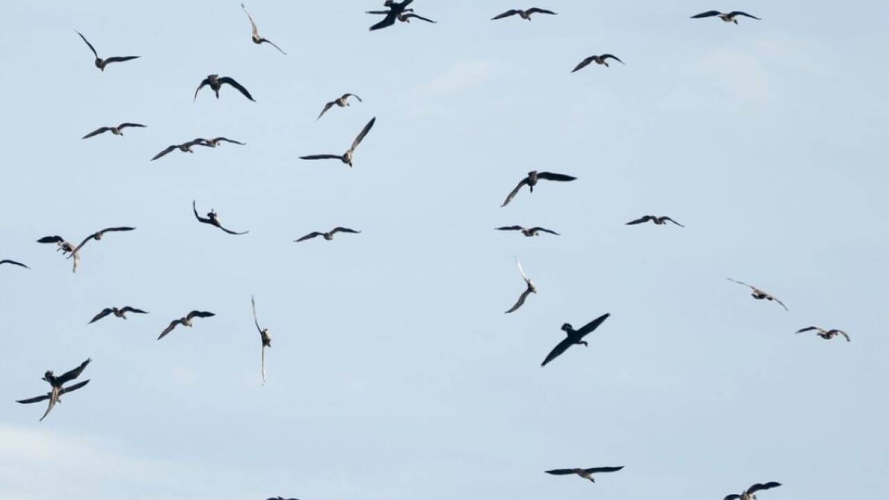 2.000 Kraniche in freier Wildbahn verendet  2.000 Kraniche in freier Wildbahn verendet