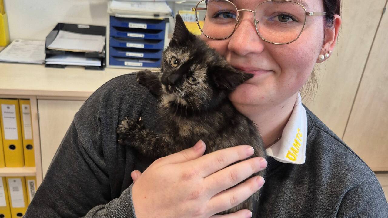 Eine Mitarbeiterin des ÖAMTC in Hallein mit dem Fundkätzchen. Eine weitere Kollegin, die sich gerade in Karenz befindet, hat die kleine Samtpfote aufgenommen. Eine Mitarbeiterin des ÖAMTC in Hallein mit dem Fundkätzchen. Eine weitere Kollegin, die sich gerade in Karenz befindet, hat die kleine Samtpfote aufgenommen.