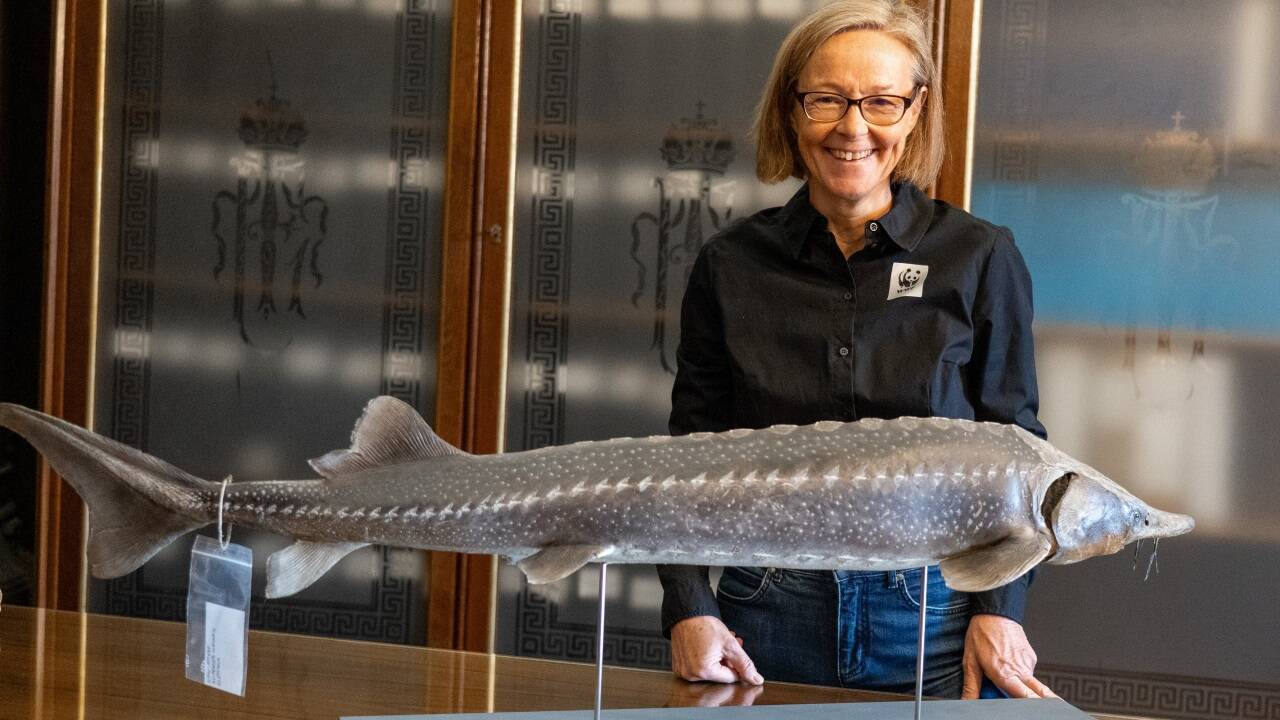 WWF-Expertin Jutta Jahrl mit einem präparierten Glattdick.  