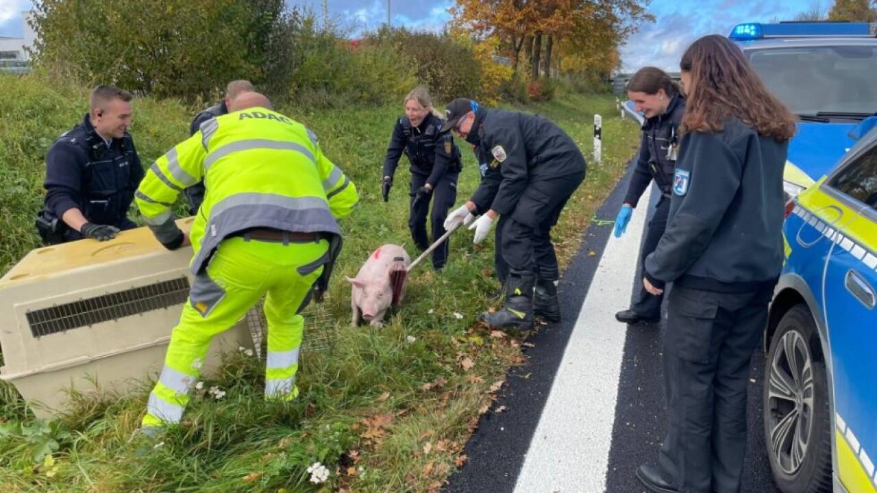 Das Schwein hatte sich auf die Fahrbahn verirrt 