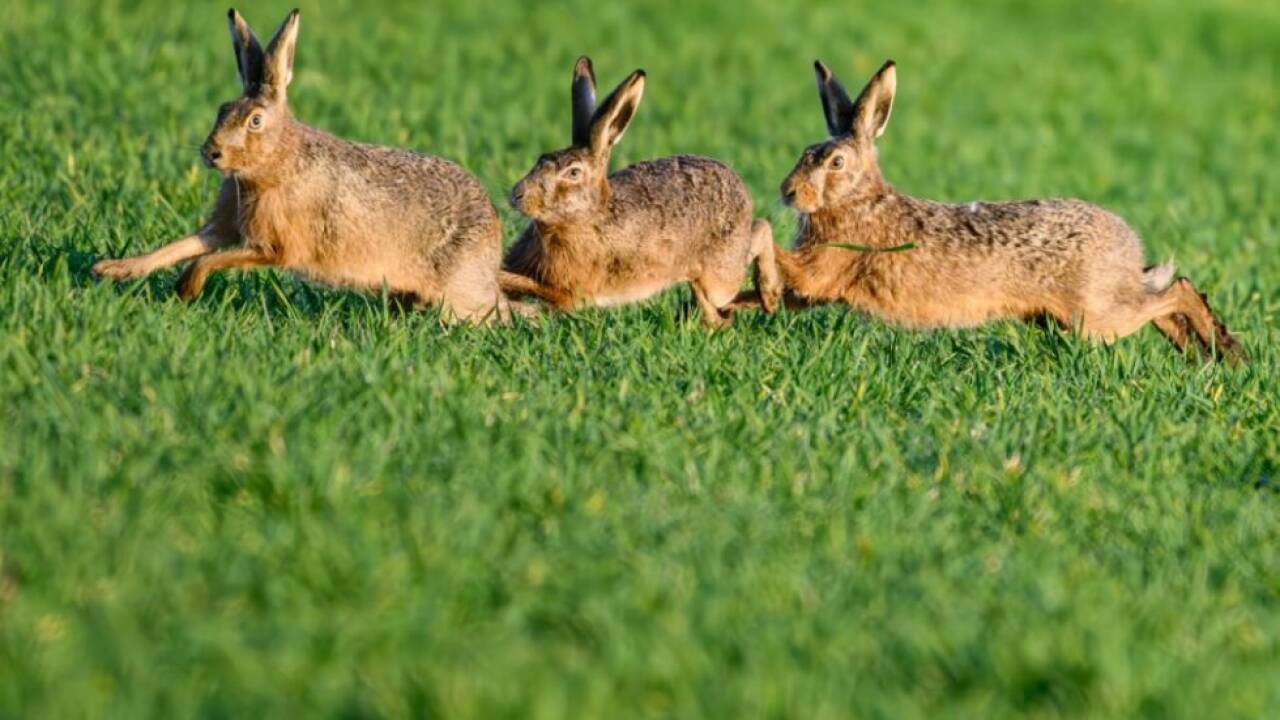 Die Hasenjagd ging daneben Die Hasenjagd ging daneben