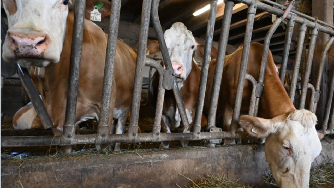 Ein Kind wurde in einem Tiroler Stall verletzt  Ein Kind wurde in einem Tiroler Stall verletzt