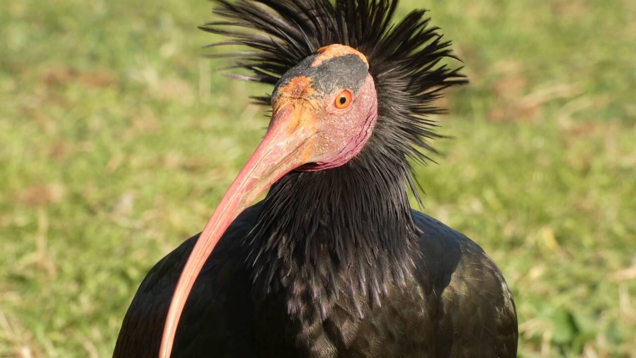 Waldrapp Zoppo war einer der Pioniervögel in der Kolonie Überlingen am Bodensee.  Waldrapp Zoppo war einer der Pioniervögel in der Kolonie Überlingen am Bodensee.