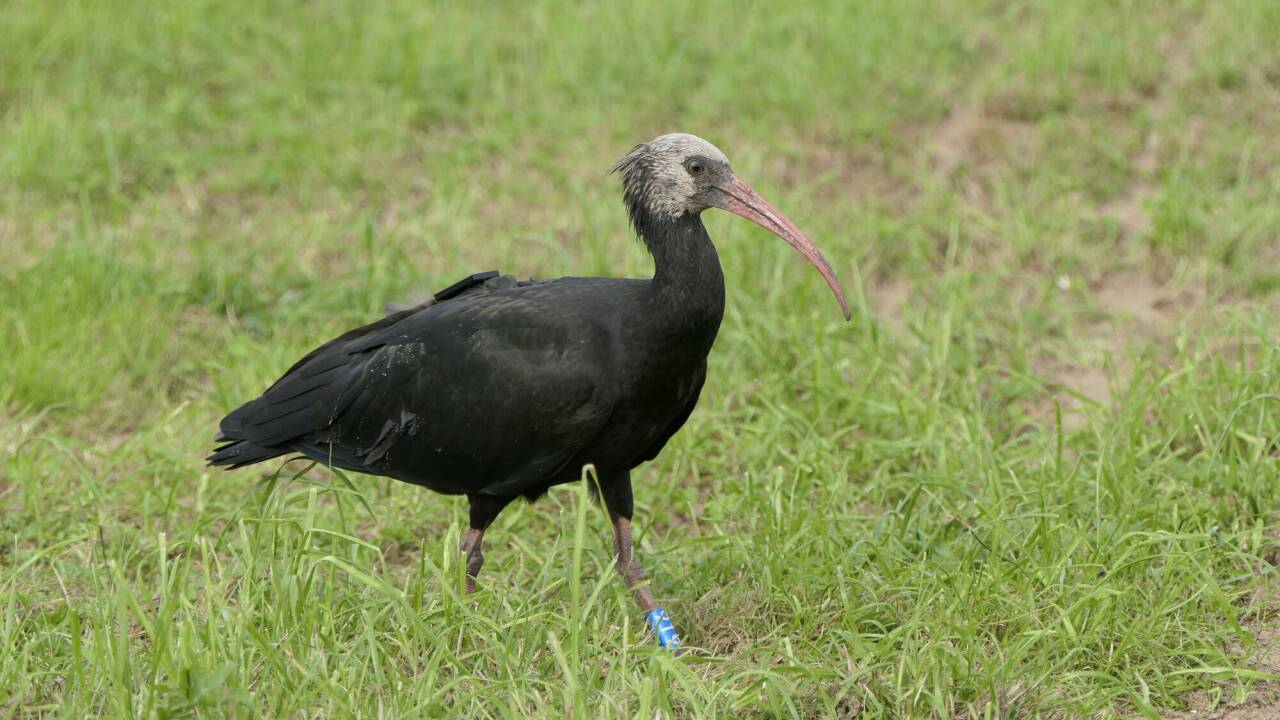 Waldrapp Zaz befand sich auf seinem ersten Flug nach Italien, er war dabei, die Route nach Italien von seinem älteren Artgenossen Zoppo zu lernen - so wie es sich gehört. 