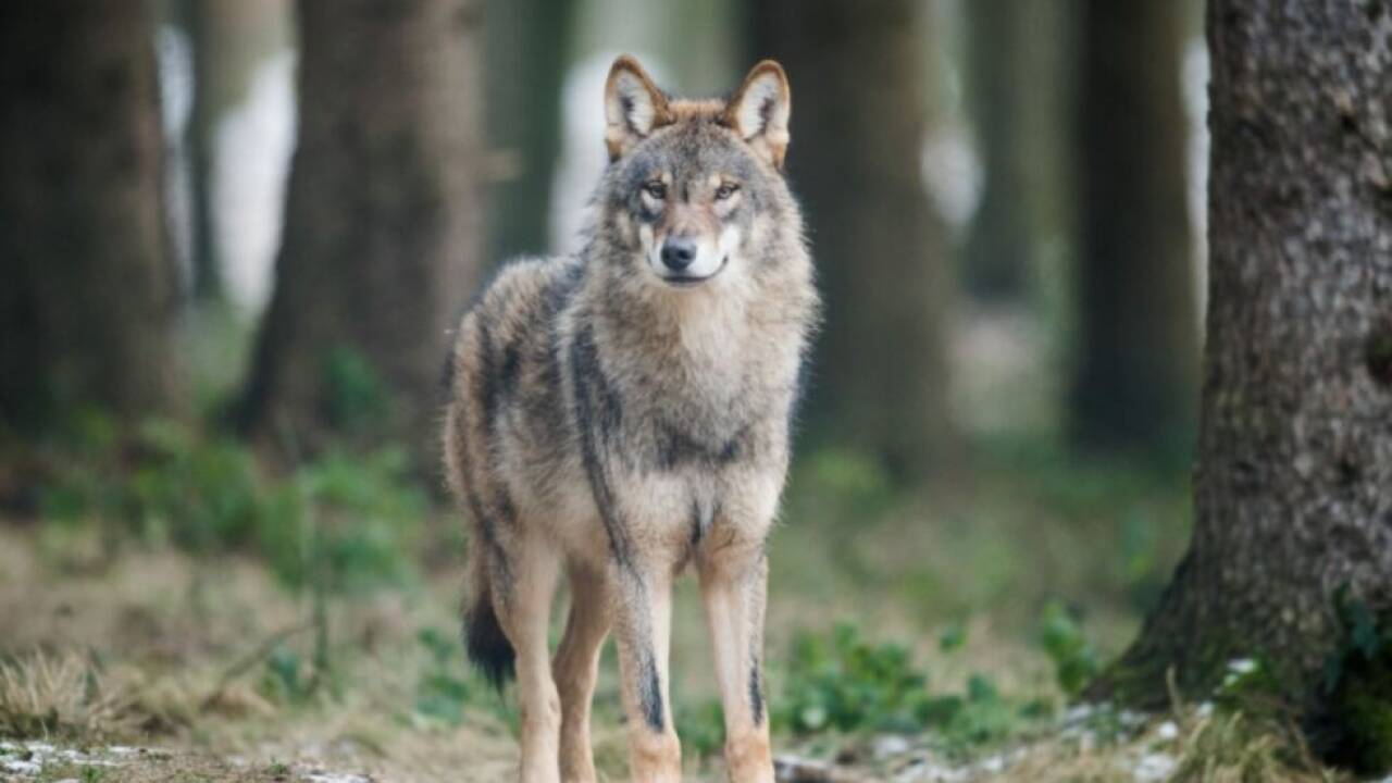 Studie soll Grundlagen für effektives Wolfsmanagement bieten  Studie soll Grundlagen für effektives Wolfsmanagement bieten