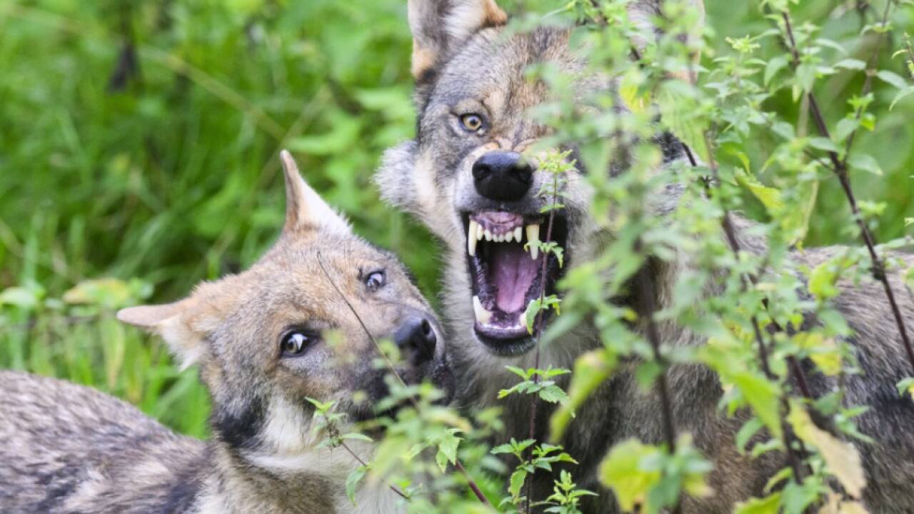 In Tirol will man weiter scharf gegen Wölfe vorgehen  In Tirol will man weiter scharf gegen Wölfe vorgehen