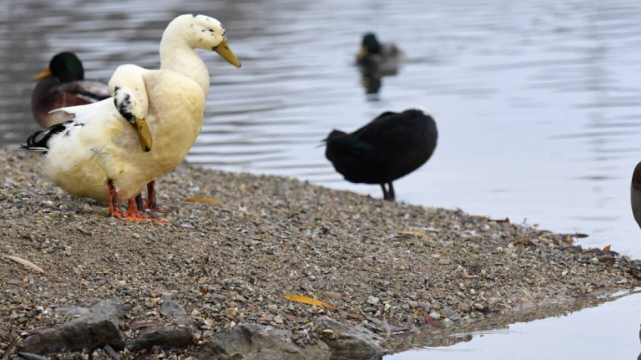 Mehrere bestätigte Vogelgrippe-Fälle in Österreich  Mehrere bestätigte Vogelgrippe-Fälle in Österreich