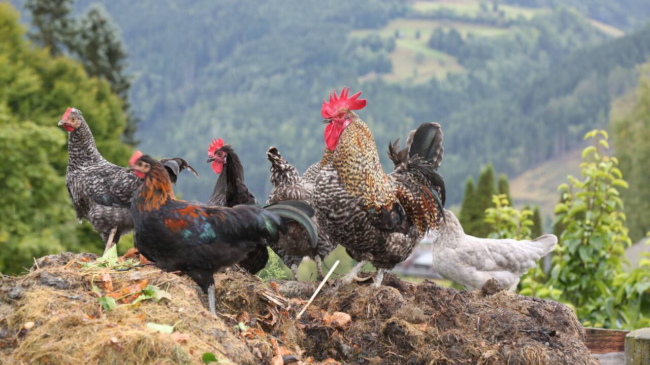 Hühner müssen nun im Stall bzw. geschützt vor Kontakt mit Wildvögeln gehalten werden.  Hühner müssen nun im Stall bzw. geschützt vor Kontakt mit Wildvögeln gehalten werden.