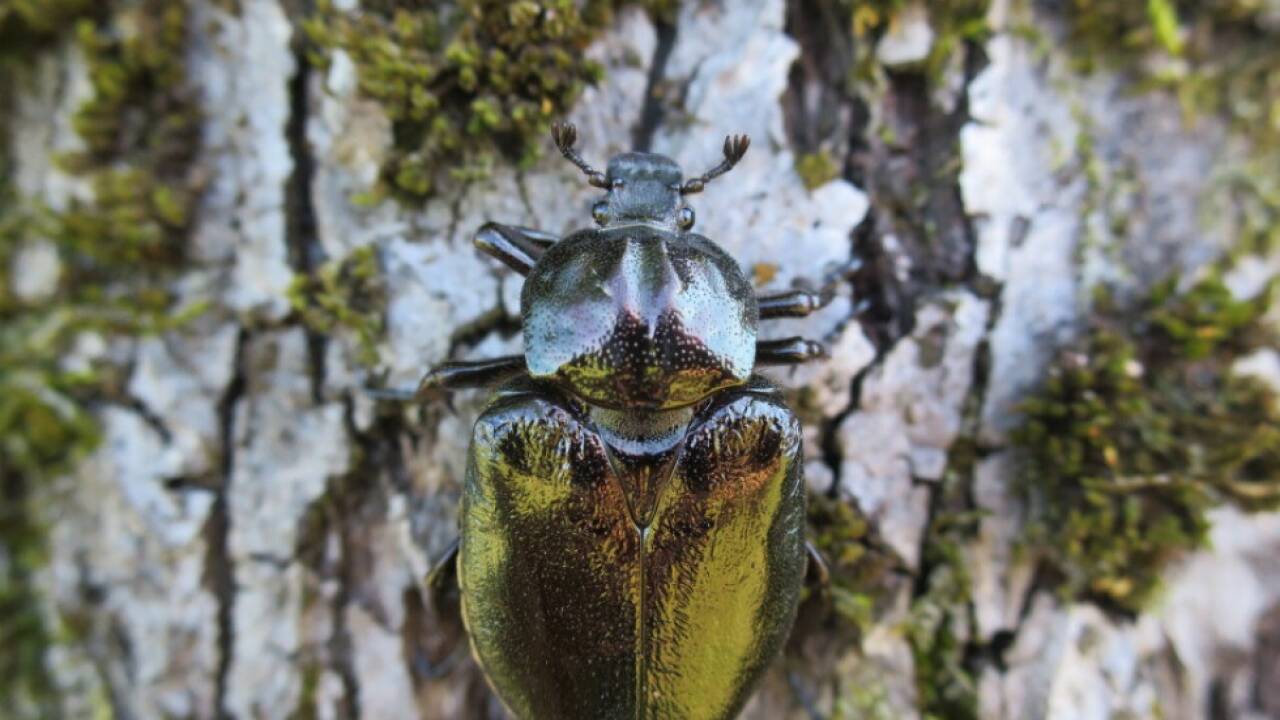 Immer mehr Insekten setzen den Bäumen zu 