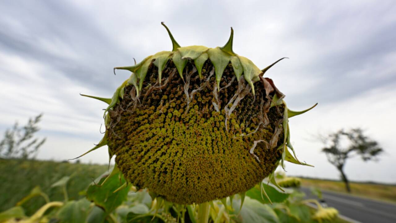 Die Klimaerwärmung macht vielen Teilen der Welt zu schaffen.  Die Klimaerwärmung macht vielen Teilen der Welt zu schaffen.
