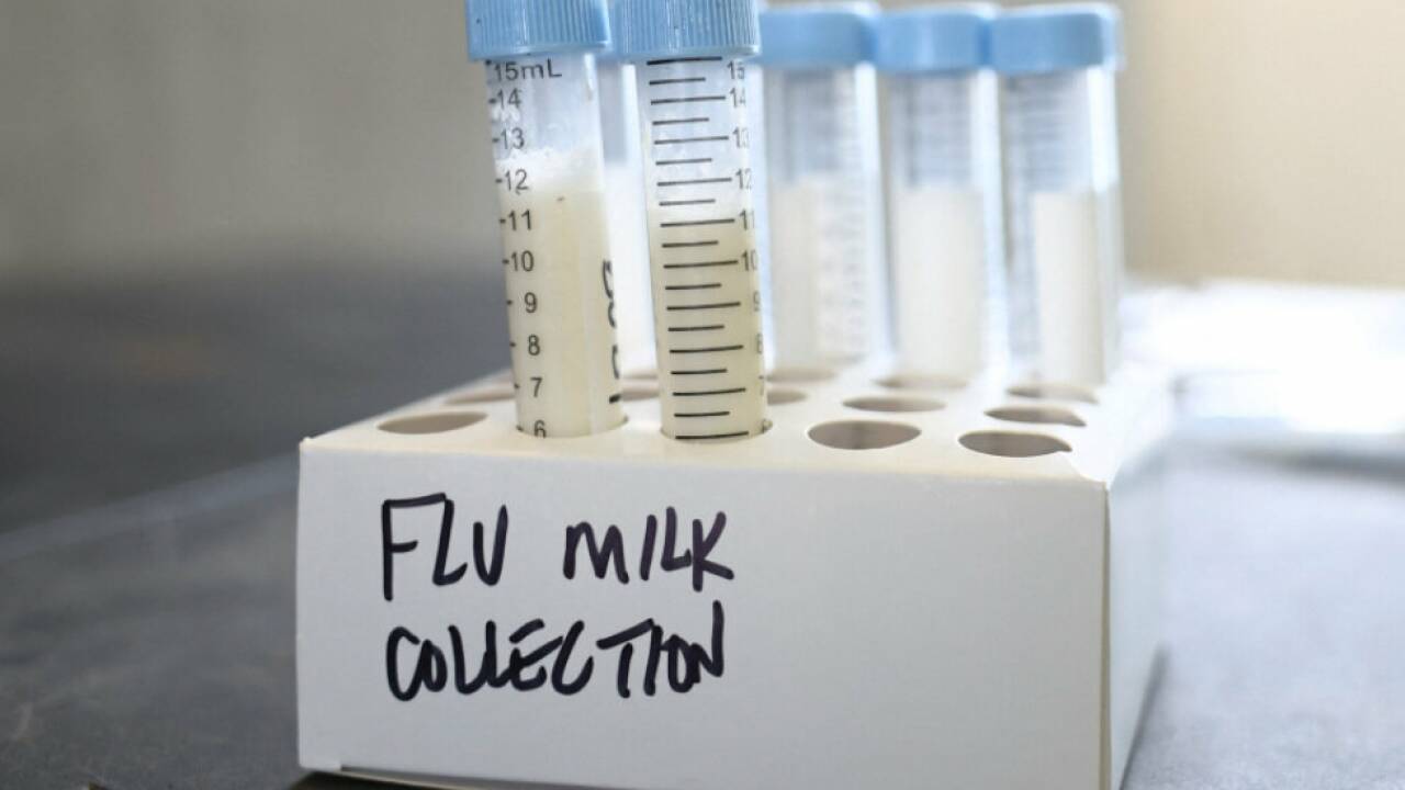 Virologe-sieht-keine-H5N1-Pandemie-in-Menschen-bevorstehen