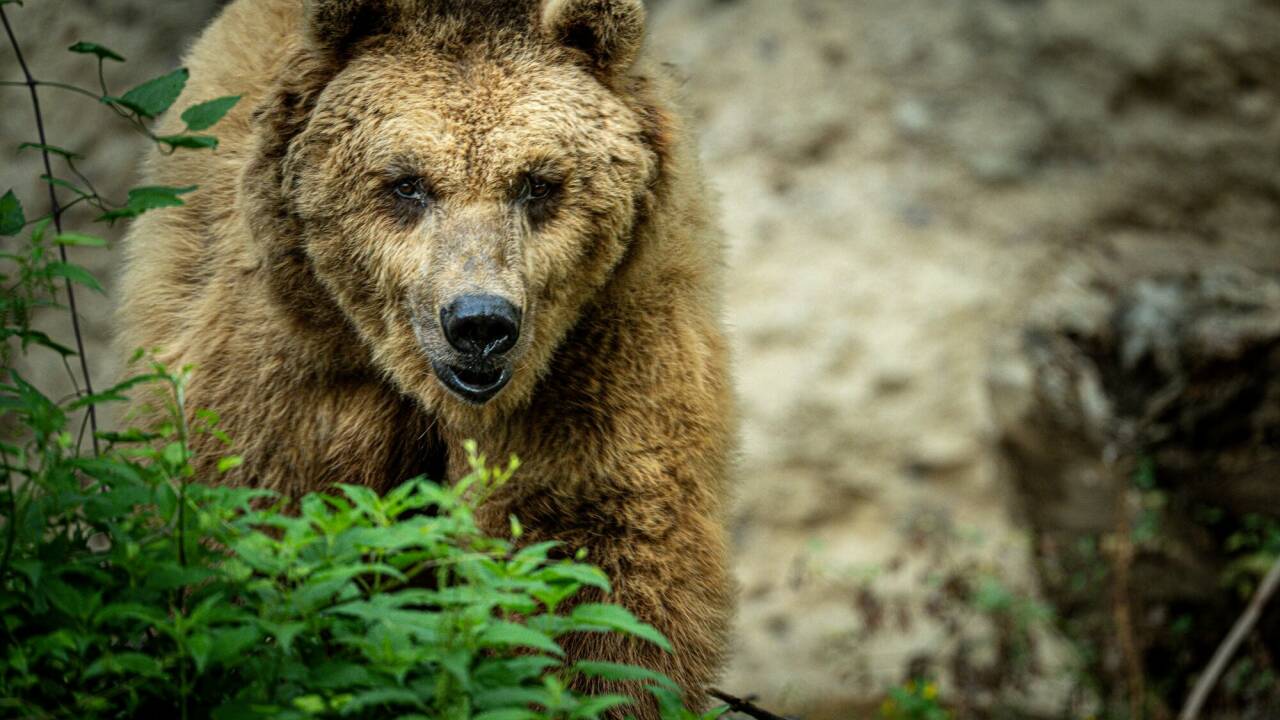 Zoo-Salzburg-nimmt-Abschied-vom-sanften-Riesen-Braunb-r-Aragon-musste-eingeschl-fert-werden