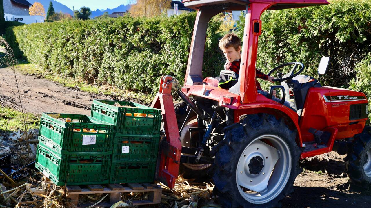 Georg Reiter (10) vom Dandlhof in Wals-Siezenheim erntet Popcornmais. Georg Reiter (10) vom Dandlhof in Wals-Siezenheim erntet Popcornmais.
