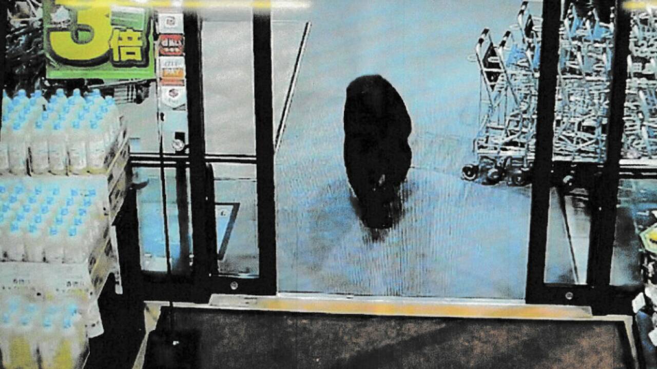 Dieser Bär stattete einem Supermarkt einen Besuch ab Dieser Bär stattete einem Supermarkt einen Besuch ab