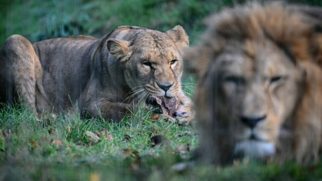 Tiergarten muss wegen finanzieller Probleme schließen (Symbolbild) 