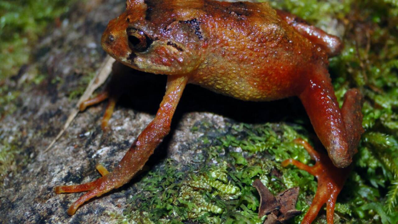 Eine der beiden neu entdeckten Spezies von Amazonas-Fröschen 