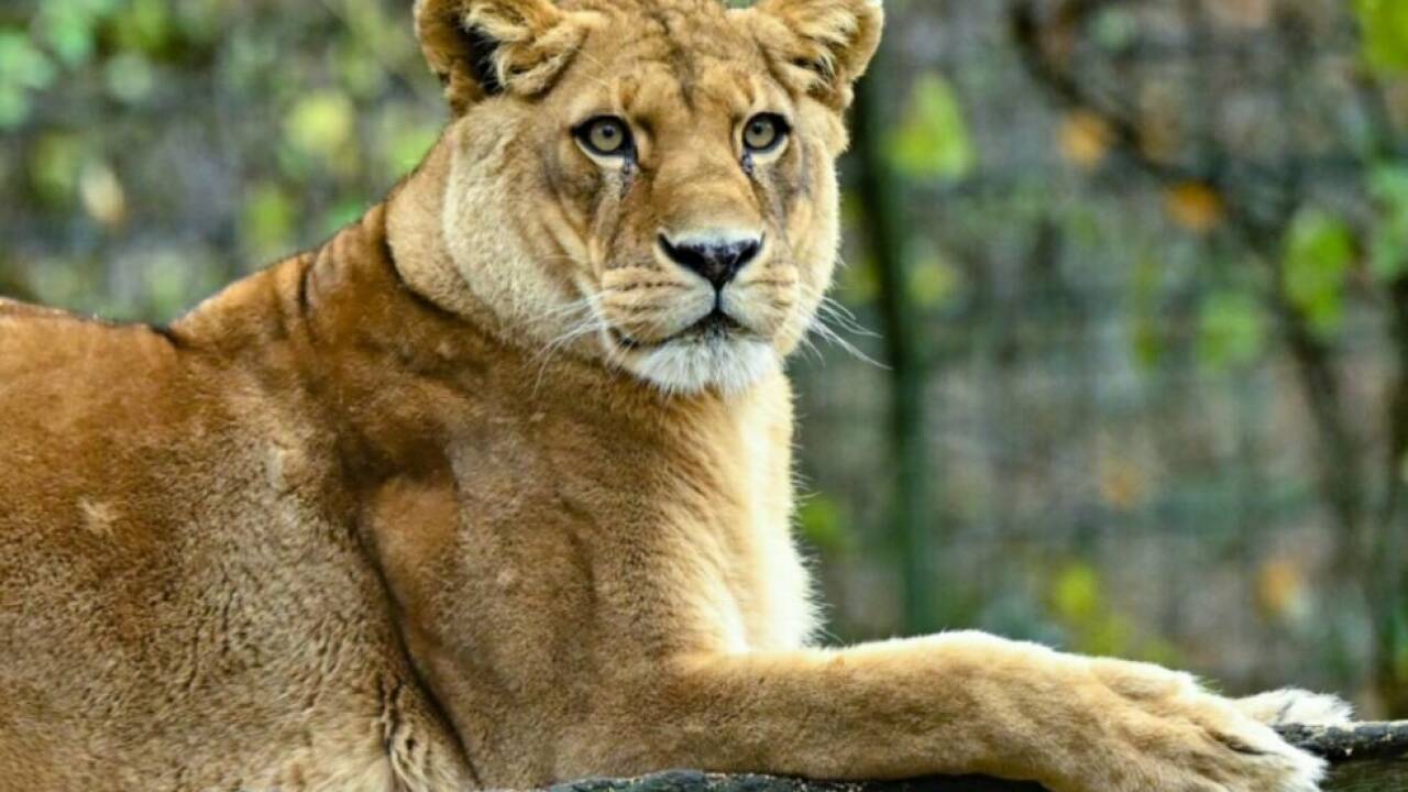 ++ ARCHIVBILD ++ "Hoffnungsschimmer" für Löwen (Symbolbild) ++ ARCHIVBILD ++ 'Hoffnungsschimmer' für Löwen (Symbolbild)