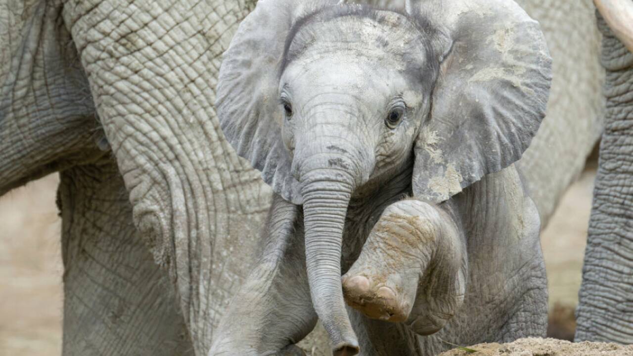 Der kleine Elefant fühlt sich pudelwohl Der kleine Elefant fühlt sich pudelwohl