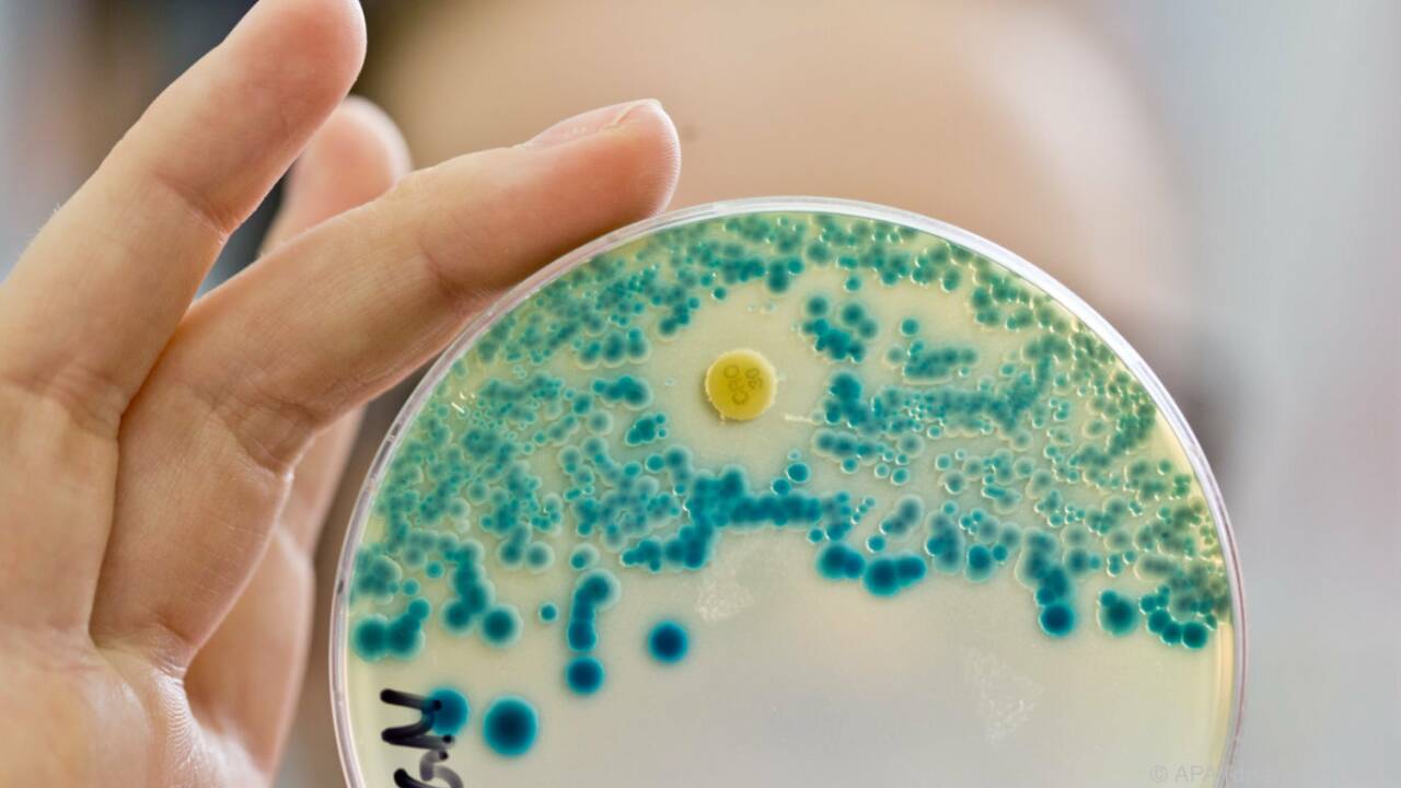 Resistente Bakterien können zum Problem werden. (Symbolbild) Resistente Bakterien können zum Problem werden. (Symbolbild)