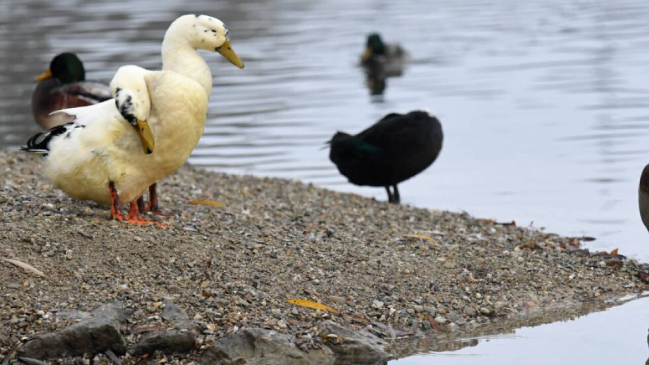 Die Vogelgrippe kann von Wildvögeln, die nicht unbedingt Symptome zeigen müssen, auf Haus- und Nutztiere wie Hühner übertragen werden. Die Vogelgrippe kann von Wildvögeln, die nicht unbedingt Symptome zeigen müssen, auf Haus- und Nutztiere wie Hühner übertragen werden.