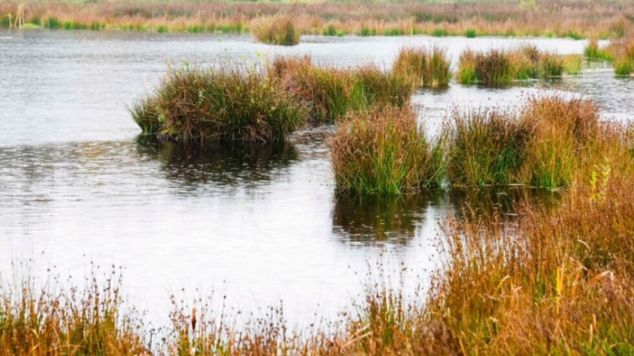Moore sind wichtige Klimaschützer 