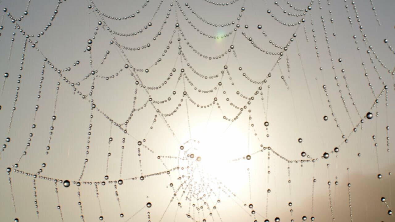 Spinnennetz beim Sonnenaufgang (Symbolbild) Spinnennetz beim Sonnenaufgang (Symbolbild)