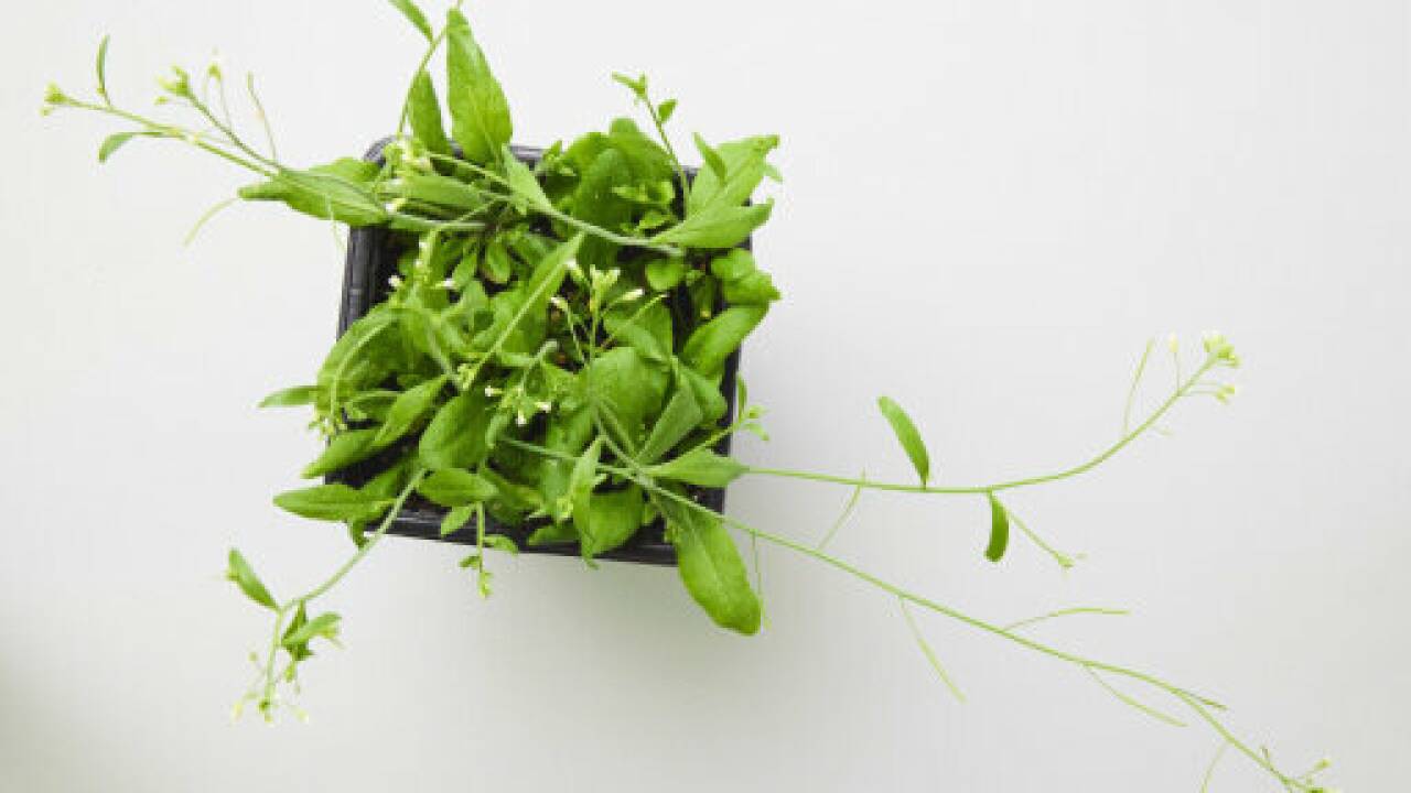 Forschende entdeckten einen neuen, wichtigen Faktor für die pflanzliche Epigenetik. Forschende entdeckten einen neuen, wichtigen Faktor für die pflanzliche Epigenetik.